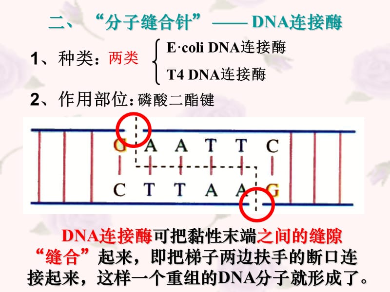 高二生物选修基因工程PPT课件_第3页