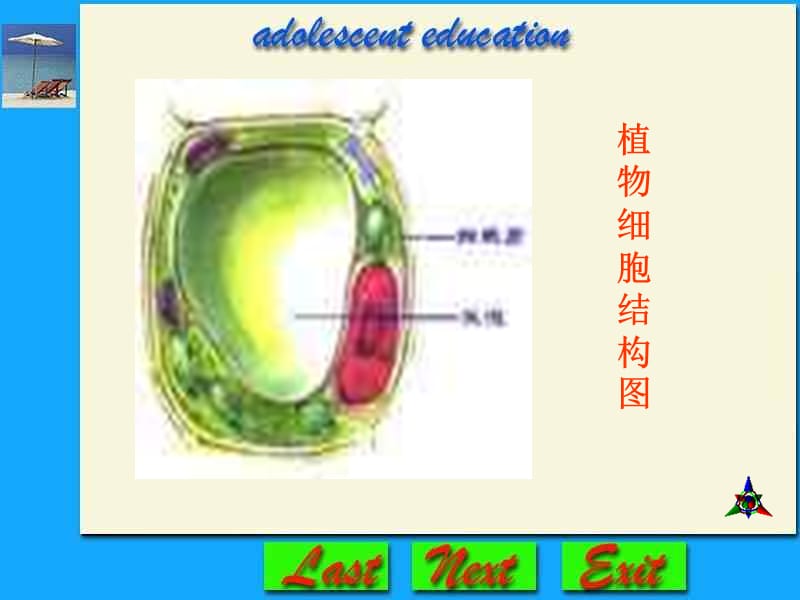 《基因在亲子代间的传递》教育课件_第3页