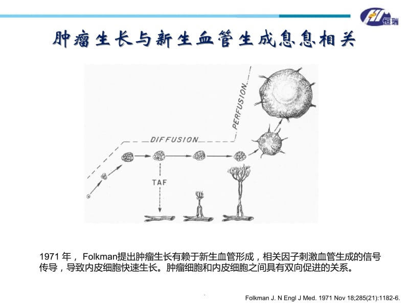 VEGF在胃癌的地位和apatinib作用机制PPT演示课件_第3页