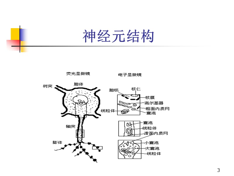 精神药物的作用基础PPT演示课件_第3页