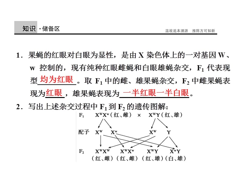 伴性遗传PPT课件_第2页