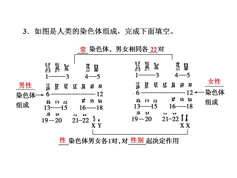 伴性遗传PPT课件_第3页