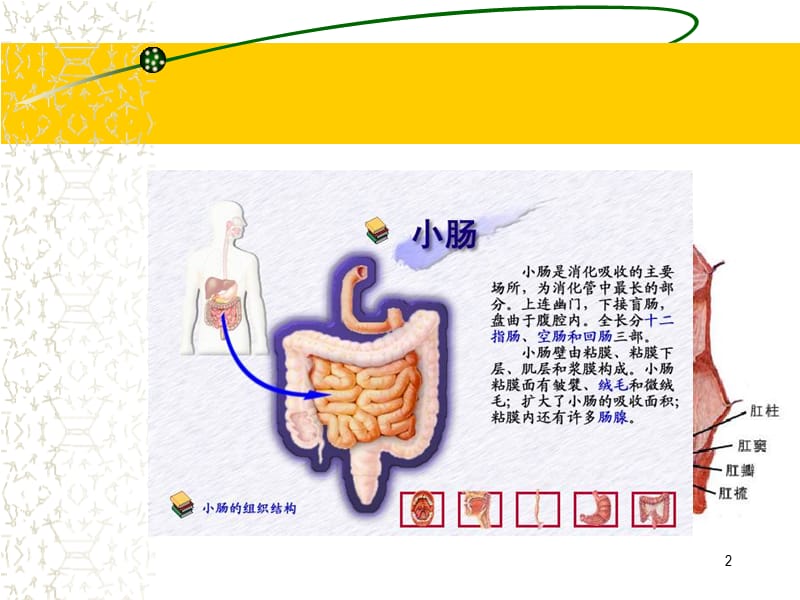 肠疾病病人的护理ppt课件_第2页