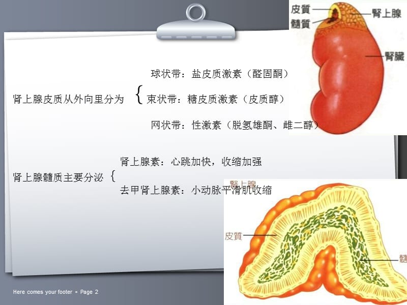 常见肾上腺肿瘤的CT诊断与鉴别诊断ppt课件_第2页