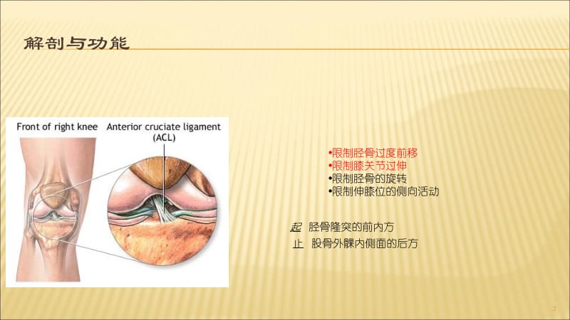 ACL损伤与康复 ppt课件_第2页