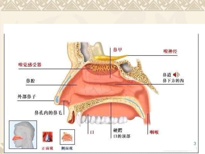 鼻炎鼻窦炎PPT课件_第3页