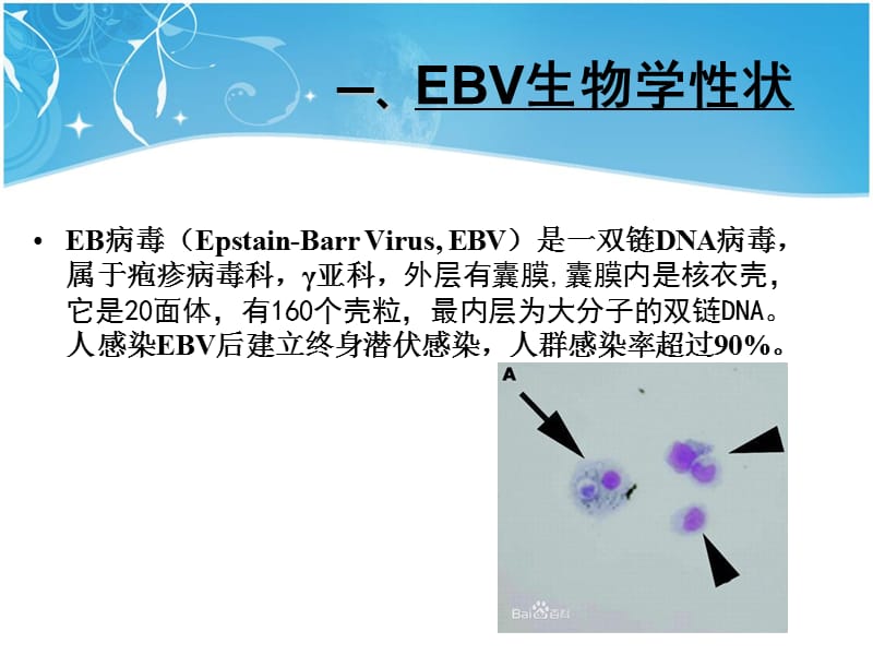 儿童EB病毒感染相关疾病PPT课件_第2页