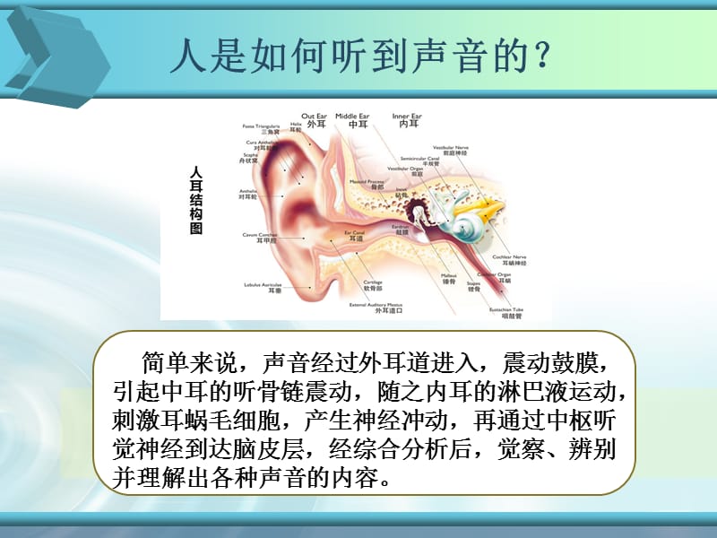 儿童耳及听力保健培训 ppt课件_第2页