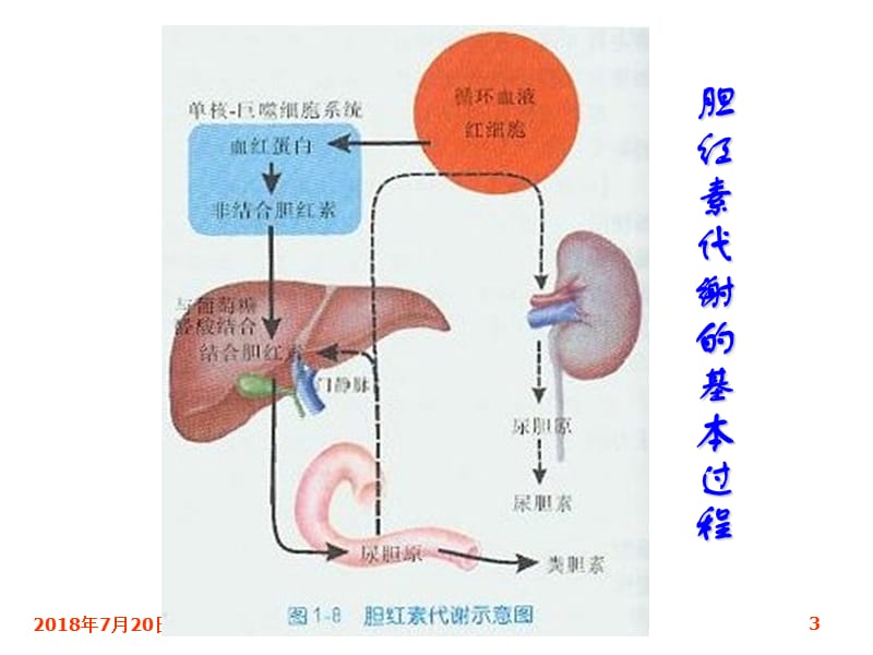 黄疸的鉴别诊断ppt课件_第3页