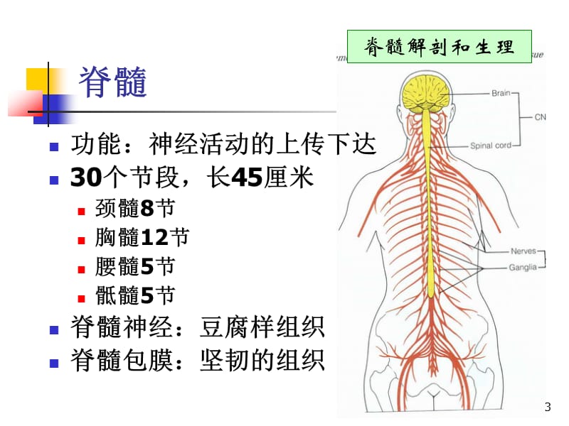 脊髓损伤基本概念及并发症的处理 PPT课件_第3页