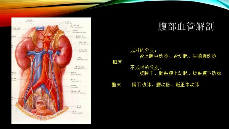 腹部血管疾病的超声诊断PPT演示课件_第2页