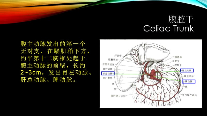 腹部血管疾病的超声诊断PPT演示课件_第3页