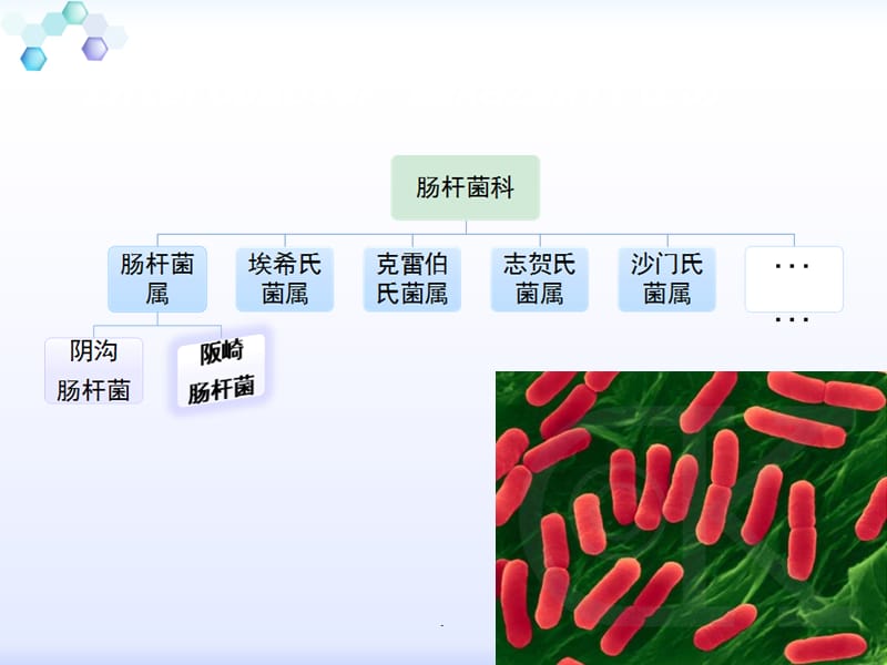 坂崎肠杆菌检验PPT演示课件_第3页