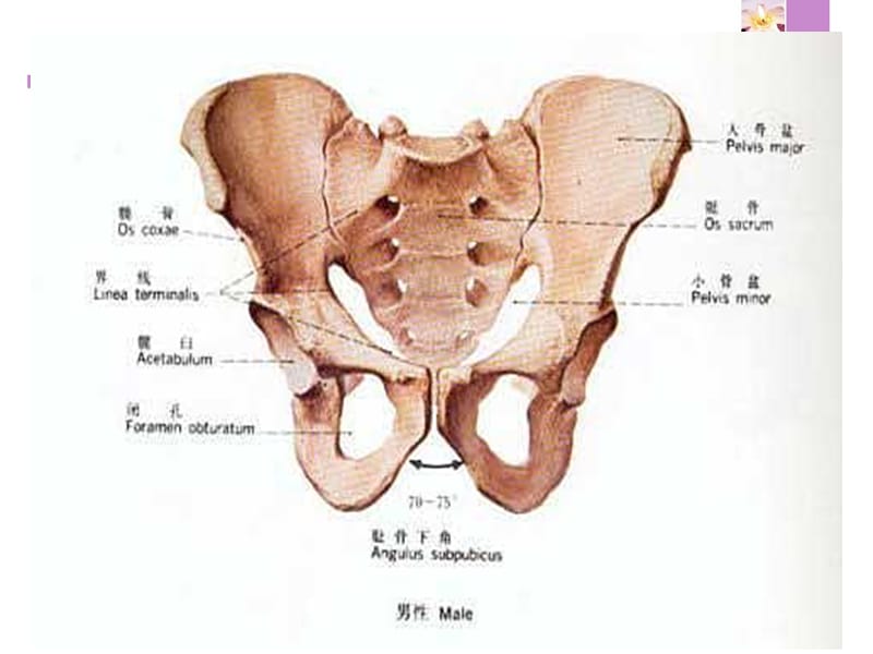 脊柱及骨盆骨折护理 ppt课件_第3页