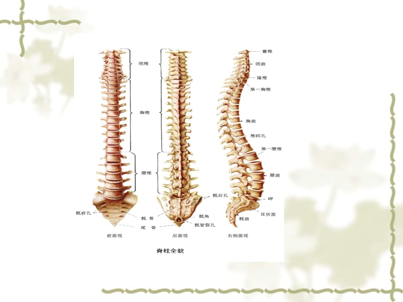 脊椎患者手术护理常规 ppt课件_第2页