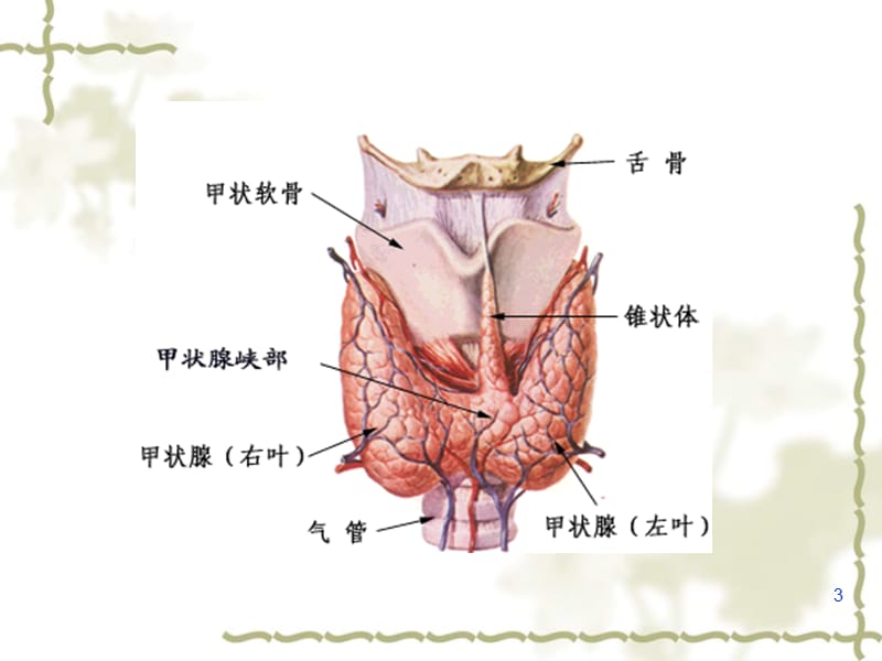 甲亢 ppt课件_第3页