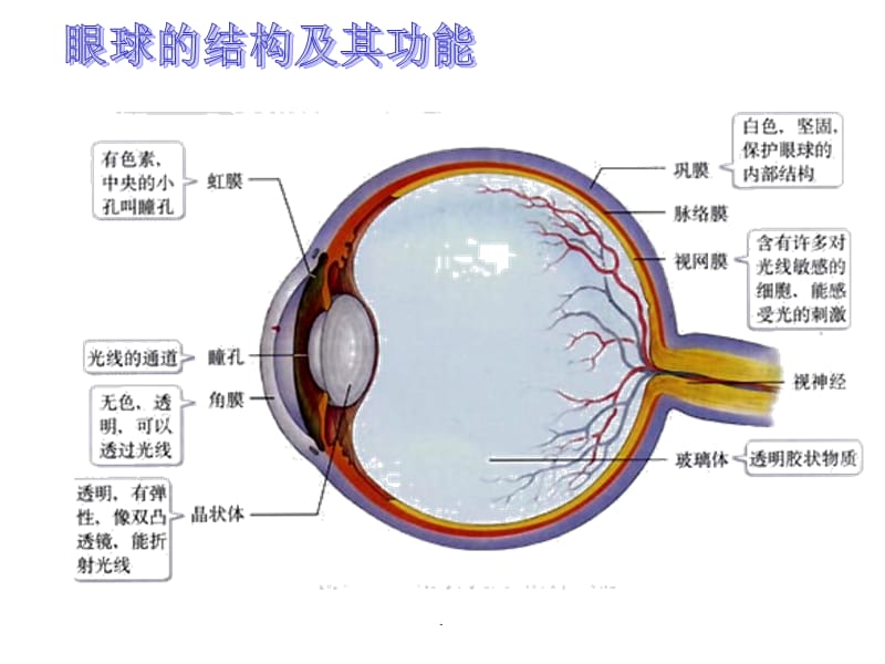 人体生命活动的调节复习课PPT演示课件_第3页