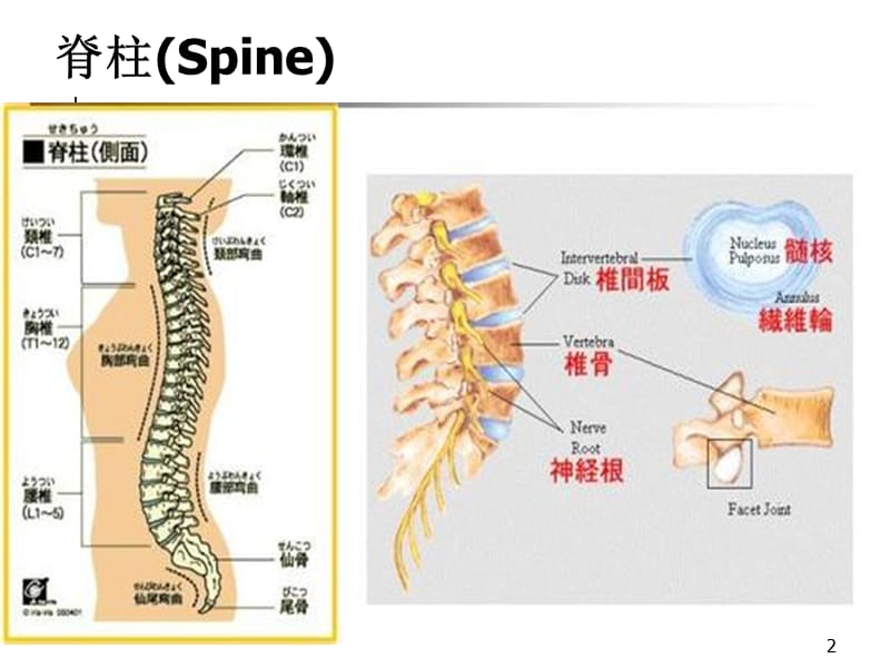 脊柱与四肢神经系统检查ppt课件_第2页