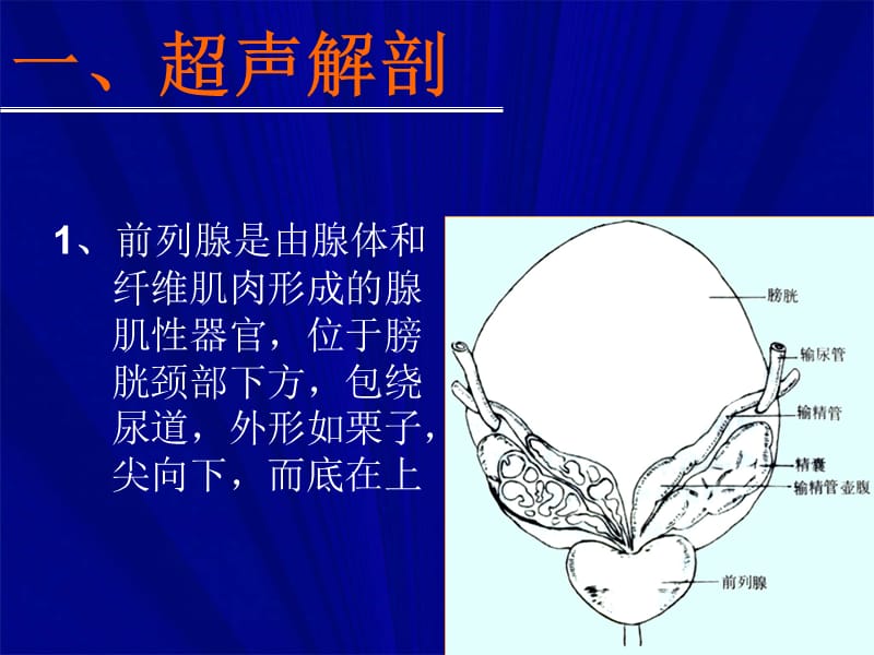 前列腺的超声探查PPT课件_第3页