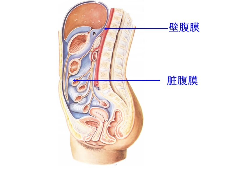 腹膜、腹膜腔、结肠上区解剖PPT演示课件_第3页