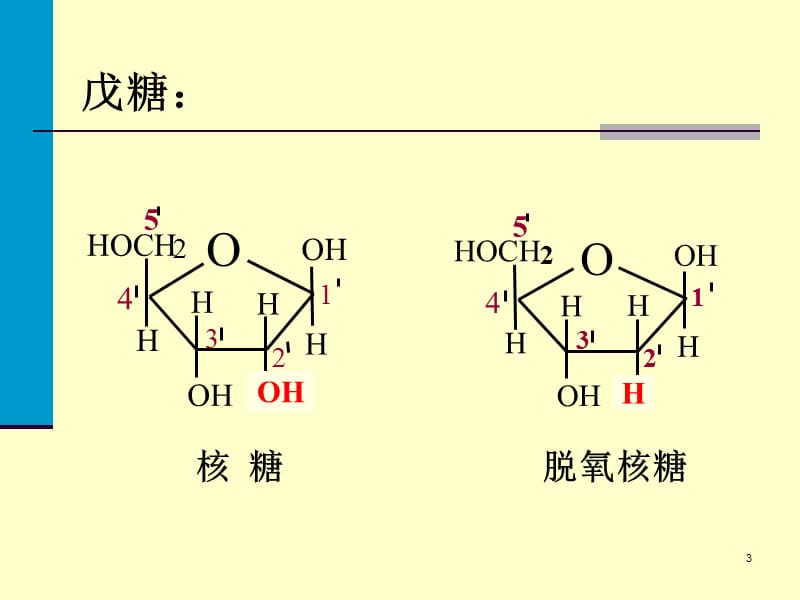 核酸与核苷酸代谢ppt课件_第3页