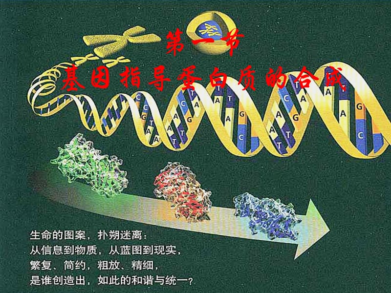 基因指导蛋白质的合成PPT演示课件_第2页