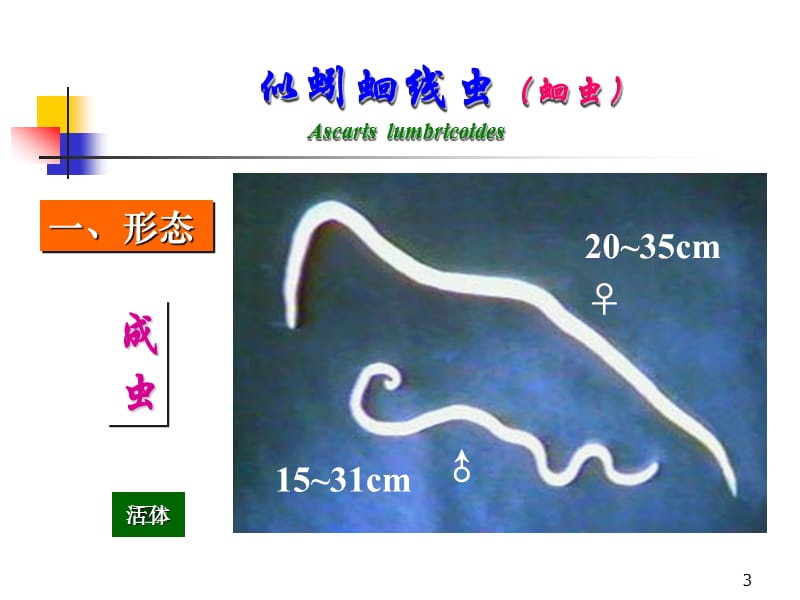 蛔虫鞭虫钩虫寄生虫PPT课件_第3页