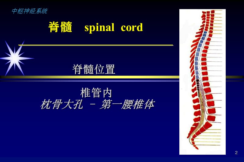 脊柱疾病的影像学诊断PPT课件_第2页