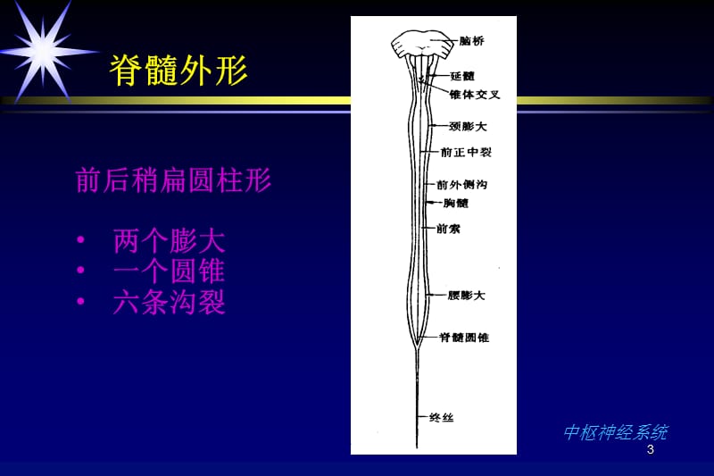 脊柱疾病的影像学诊断PPT课件_第3页