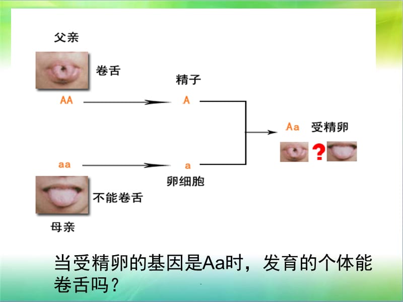 基因的显性和隐形幻灯片课件_第3页