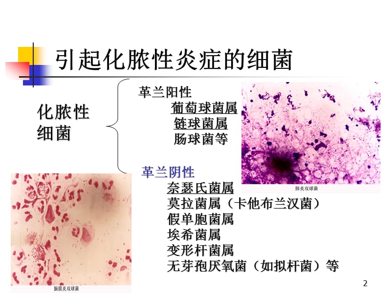 化脓菌ppt课件_第2页