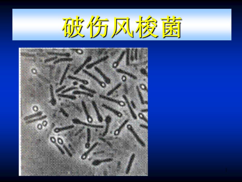 破伤风梭菌ppt课件_第1页