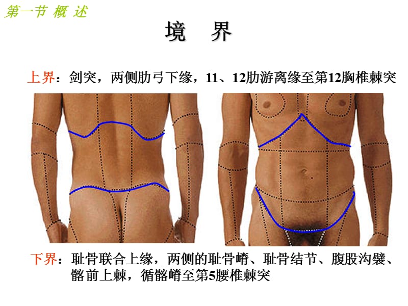 腹部局部解剖PPT演示课件_第2页