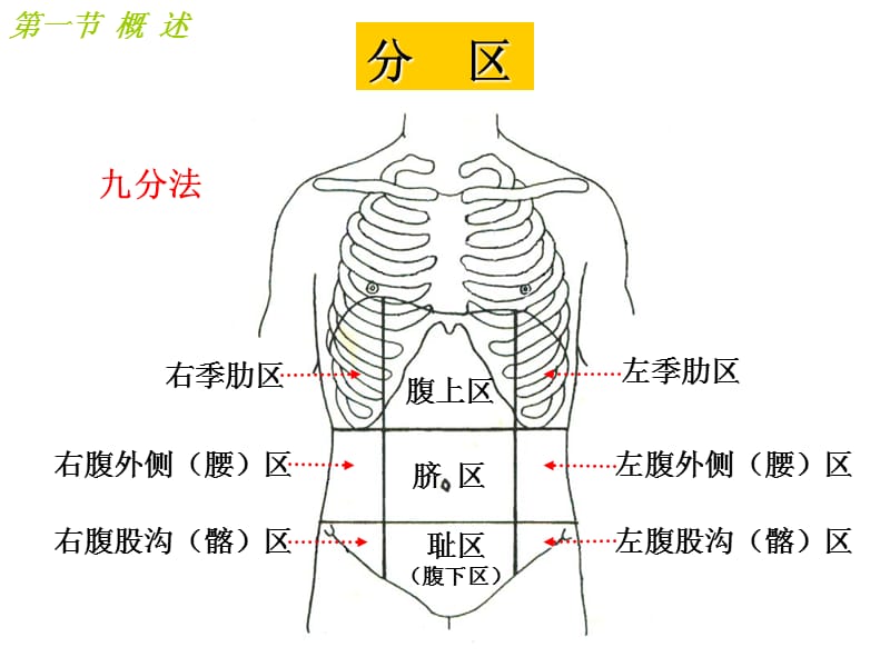 腹部局部解剖PPT演示课件_第3页