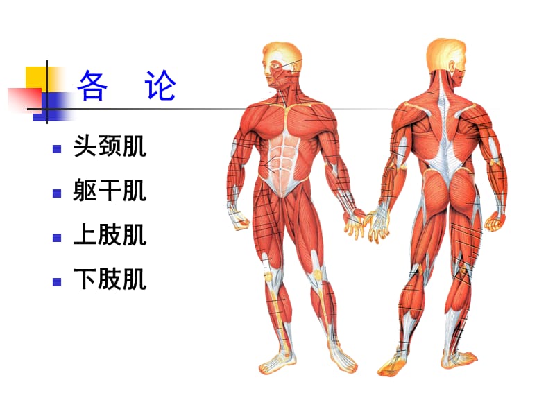 头颈躯干肌及其肌性体表标志PPT演示课件_第2页