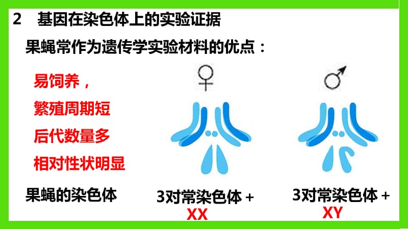 基因在染色体上和伴性遗传幻灯片课件_第3页