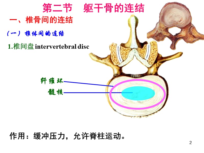 躯干骨上肢骨的连接PPT课件_第2页