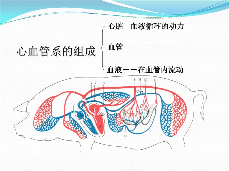 畜禽解剖学心血管系统分析PPT演示课件_第2页