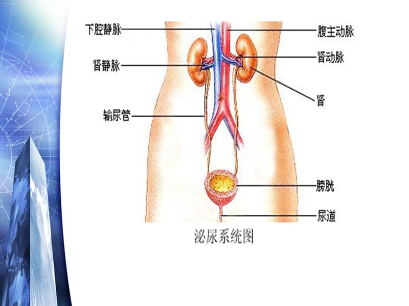 急慢性肾炎PPT课件_第2页