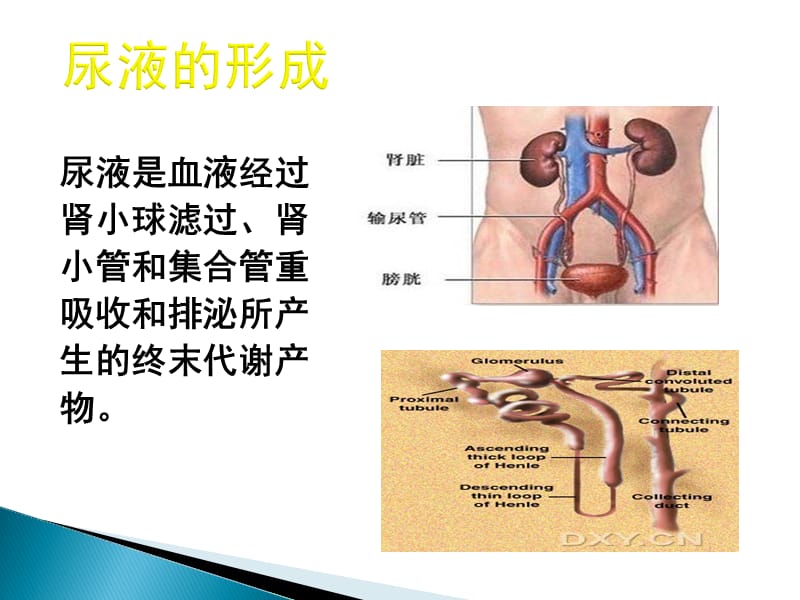 蛋白尿的诊断与鉴别PPT课件_第2页