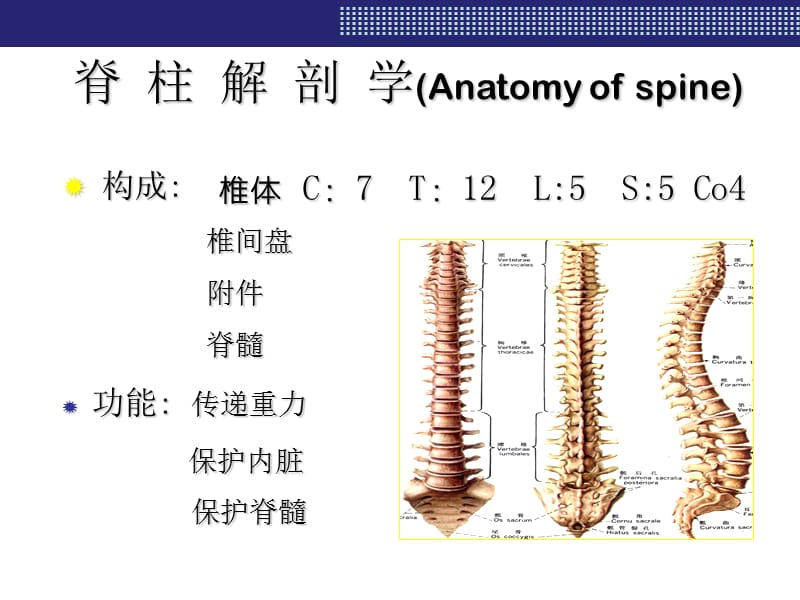 脊柱与四肢神经检查PPT课件_第2页