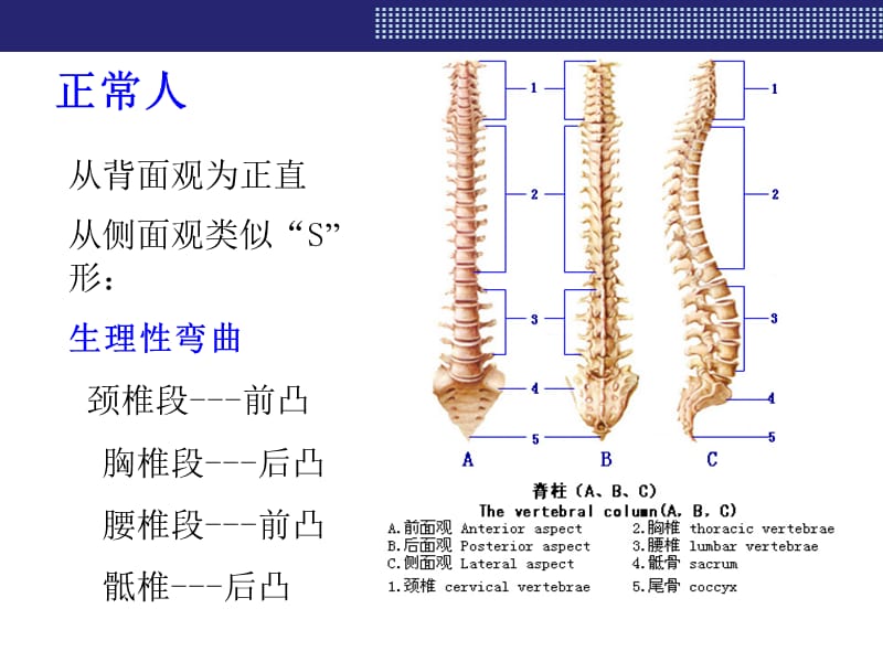 脊柱与四肢神经检查PPT课件_第3页