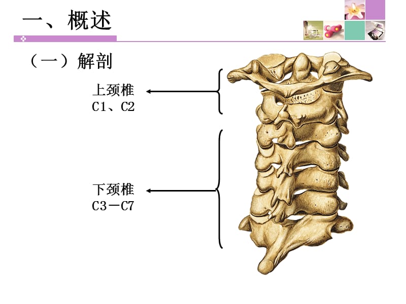 颈脊髓损伤患者的护理PPT课件_第3页