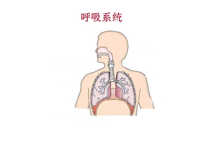 呼吸系统ppt课件_第1页