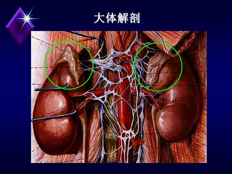 内分泌系统疾病的MRI诊断PPT演示课件_第3页