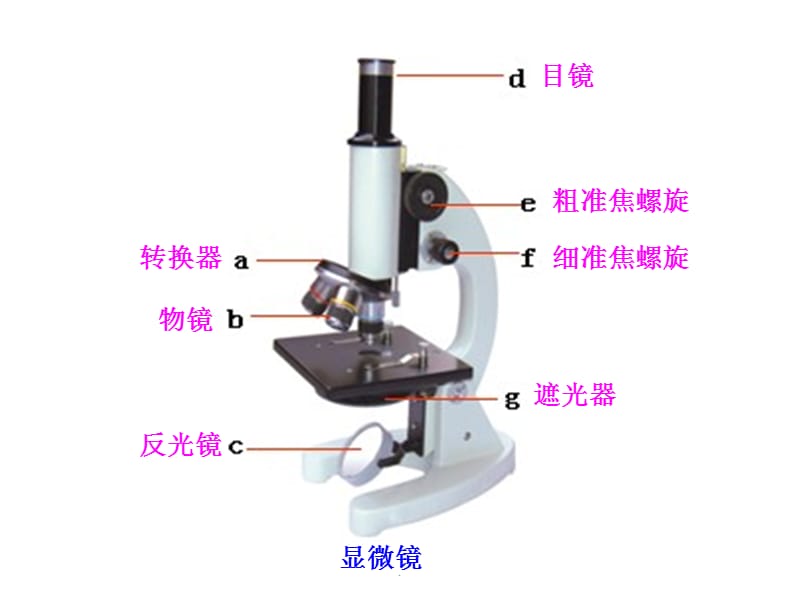 初中生物重点图集PPTPPT演示课件_第1页