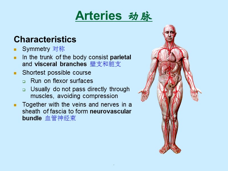 动脉PPT演示课件_第2页