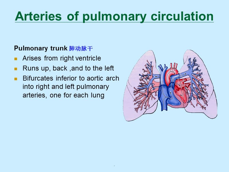 动脉PPT演示课件_第3页