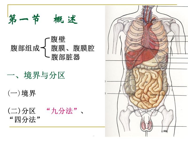 腹部PPT演示课件_第3页