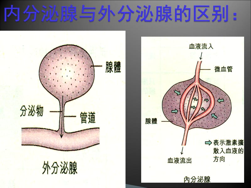 人体的内分泌系统PPT演示课件_第3页